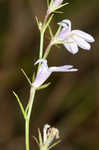 Canby's lobelia